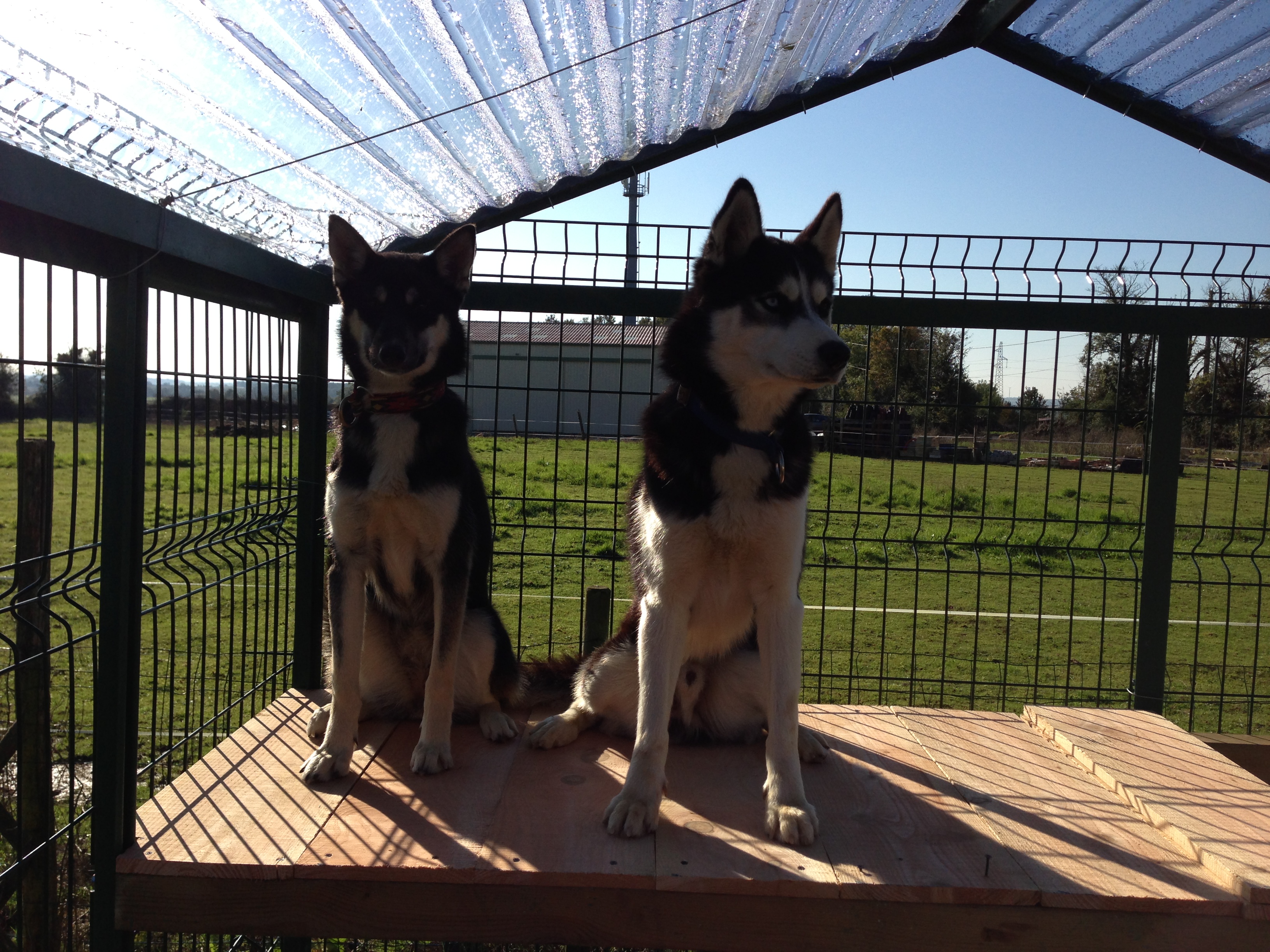 besoin-husky-siberien-courir-materiel