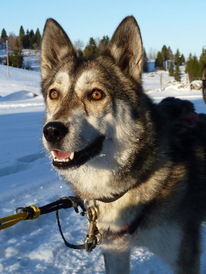 chinook-isabelle-travadon