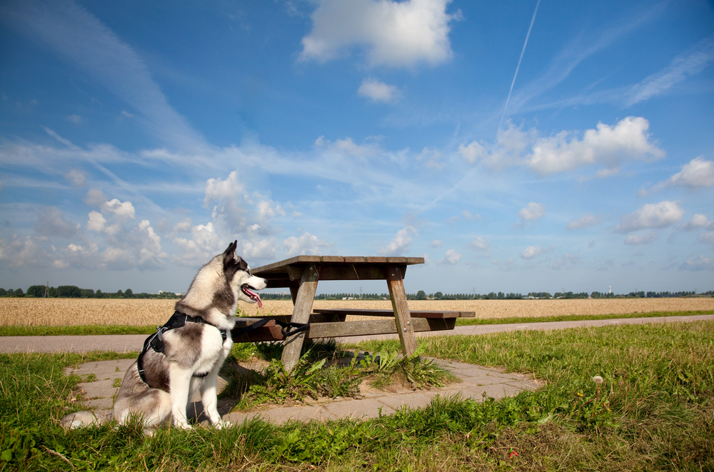 husky,siberien,aliment,alimentation