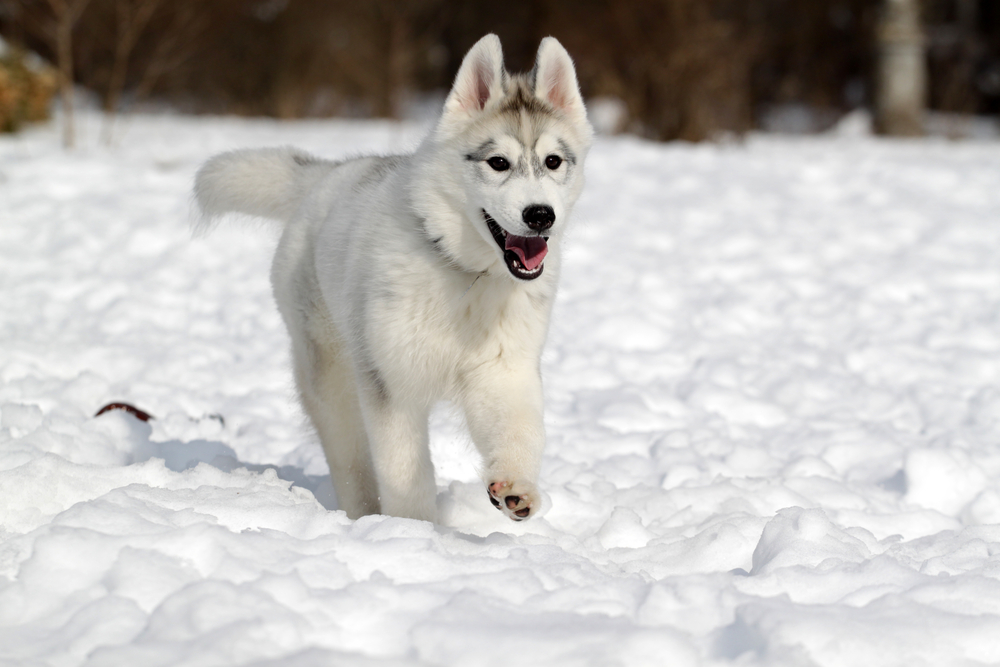 husky,siberien,astuce,eleveur,race,vaccine,puce