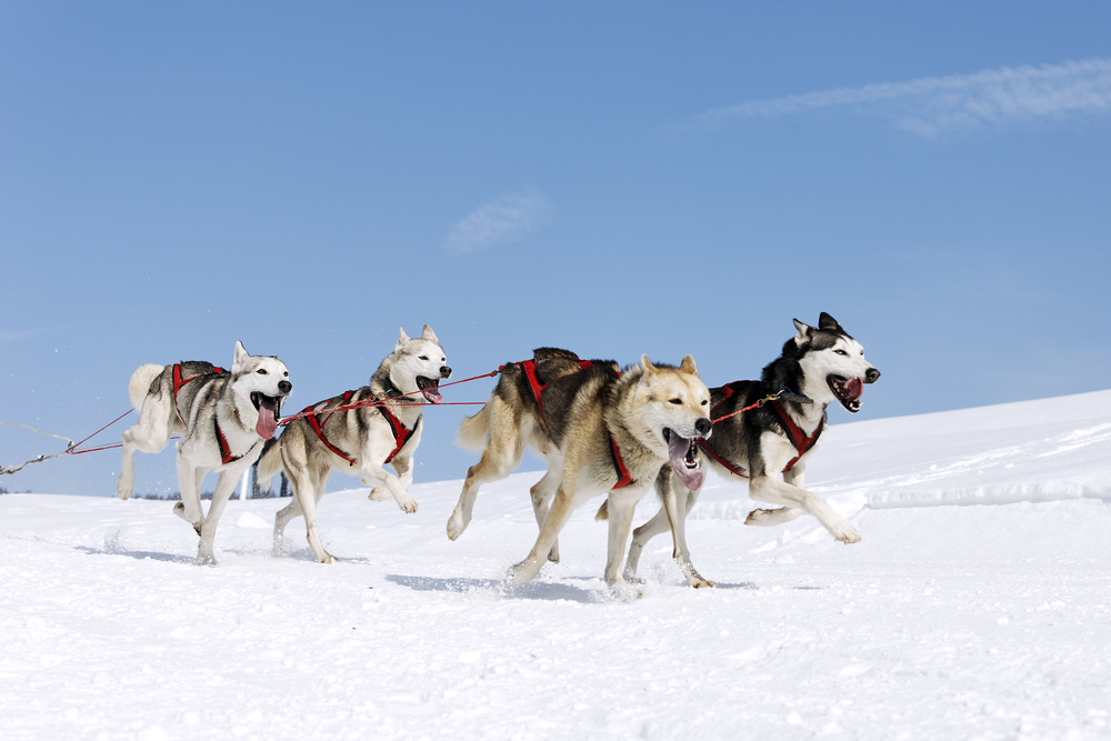 husky,siberien,besoins,terrain,courir