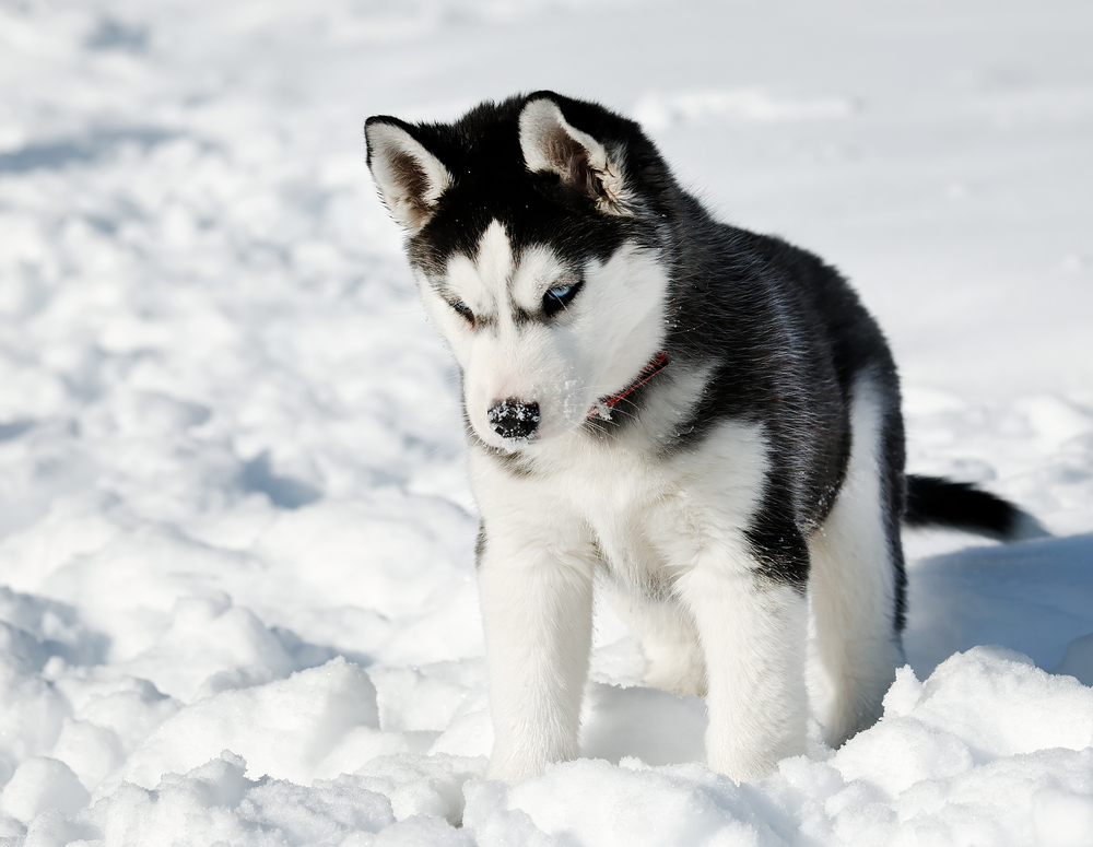 husky,siberien,bonnes,questions,husky,choisi,chiot