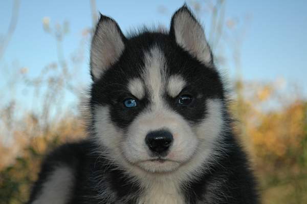 husky,siberien,chiot,geko