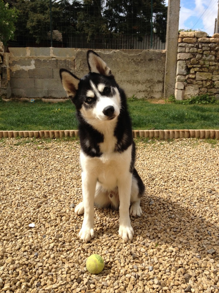 husky,siberien,dressage,assis,fugue