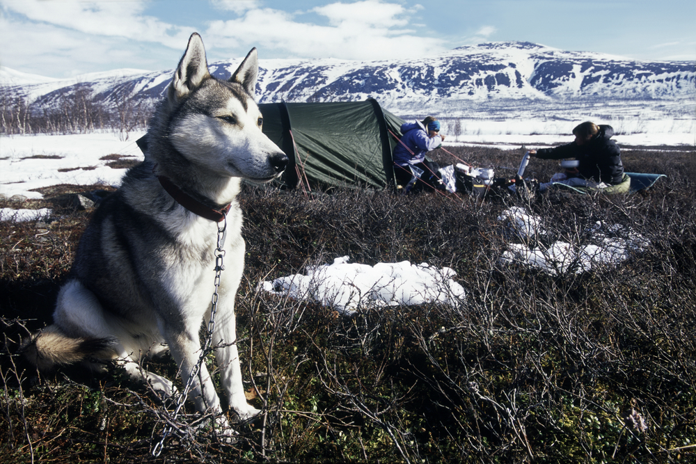 husky,siberien,materiel,harnais,collier,gamelle,laisse