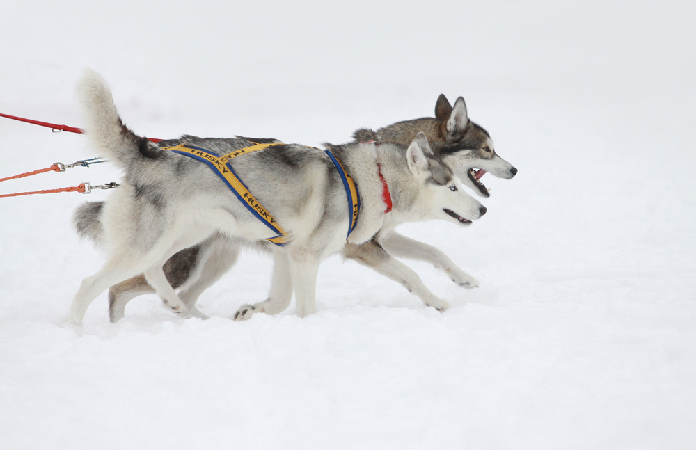 instinct,husky,siberien