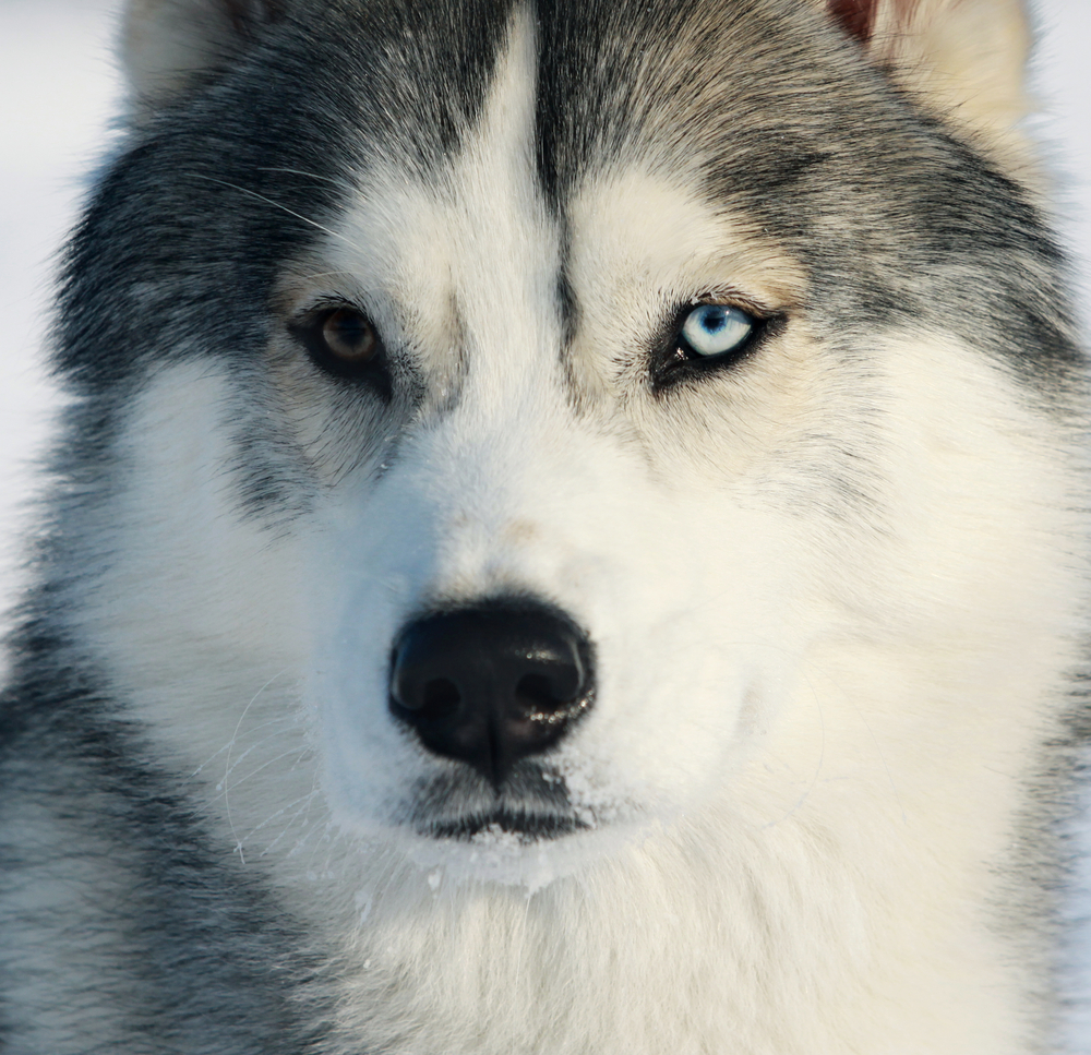 race,Husky,siberien,musher,traineau,chien,yeux,bleu,vairons,lignée