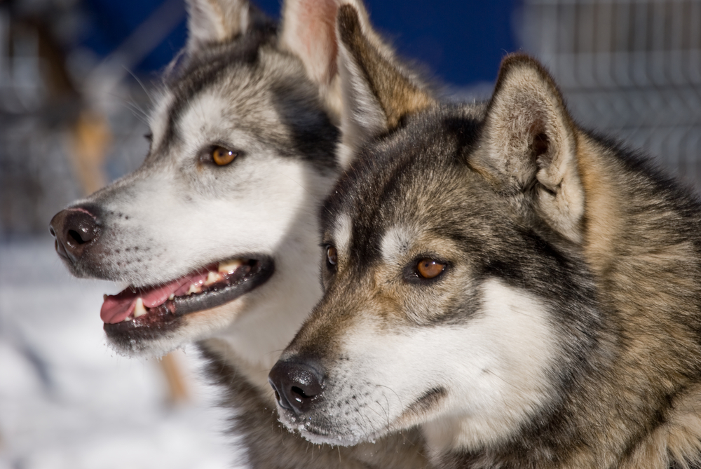 elevage,husky,siberien