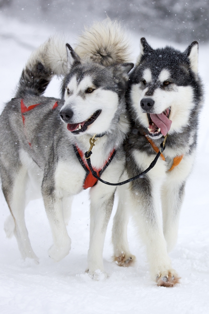 Lignée,husky,siberien