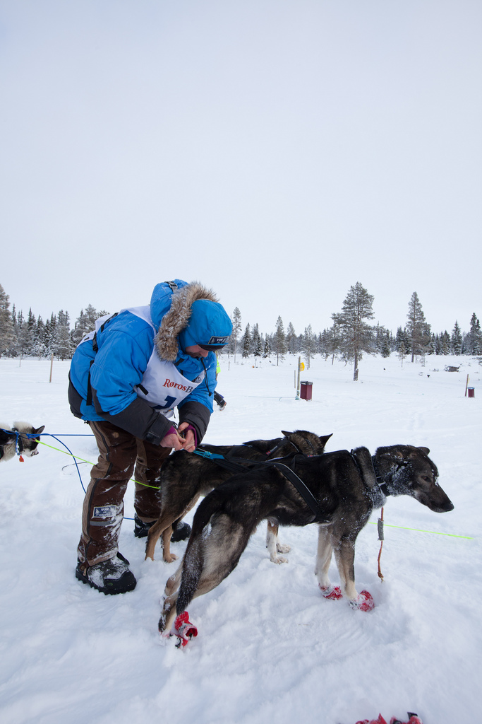 Robert-Sorlie-femundlopet-husky-alaskan 01