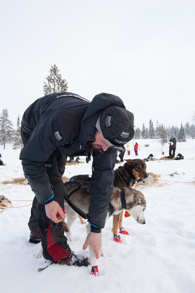 Thomas-Wærner-femundlopet-husky-alaskan 01