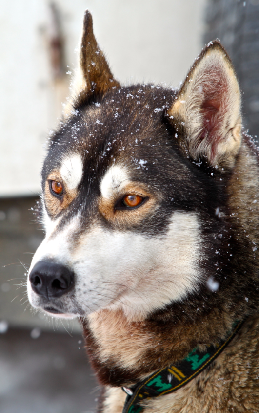 chien-vip-mass-start-husky-neige0