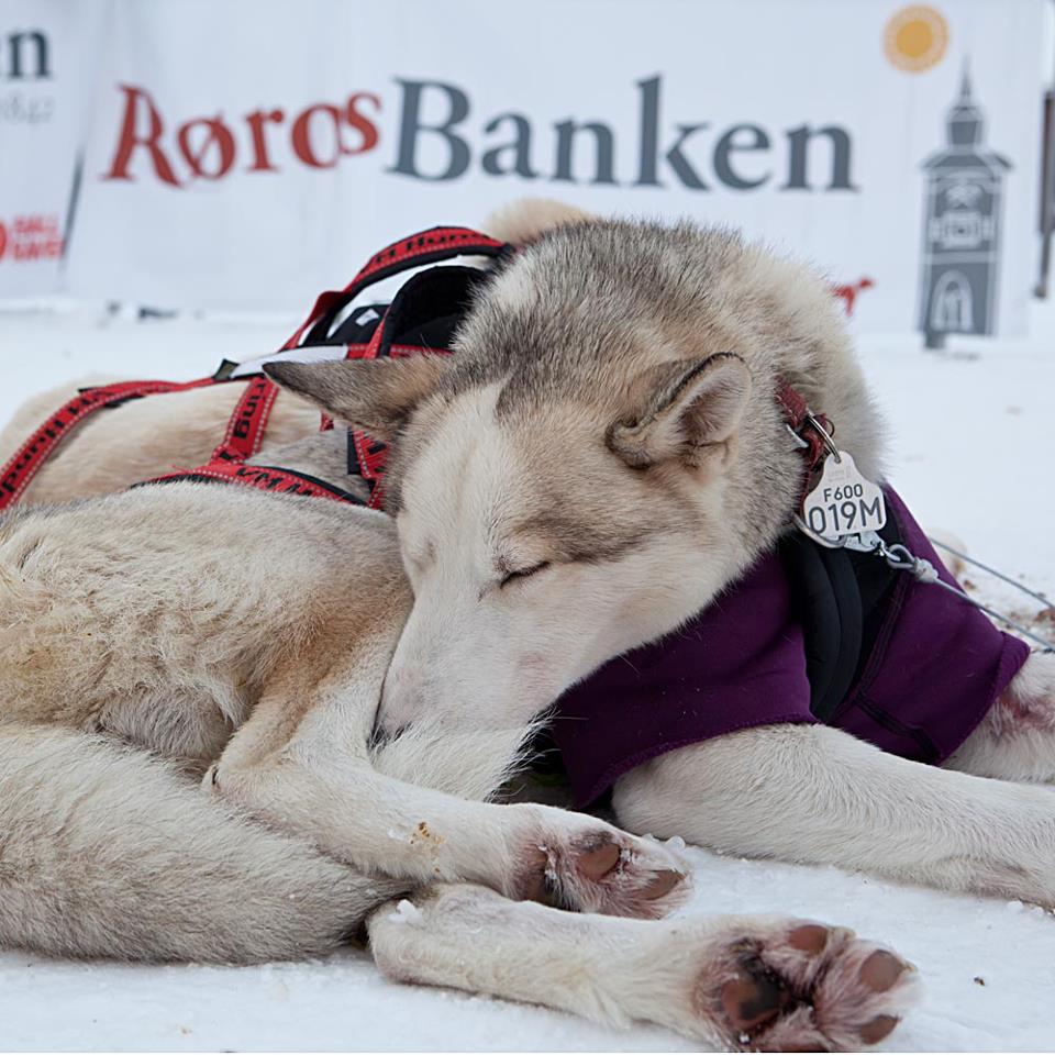 course-femundlopet-husky-neige-dormir