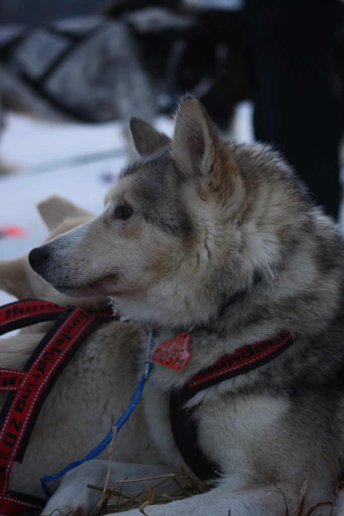 elisabeth-edland-femunlopet-husky-robert-sorlie-02