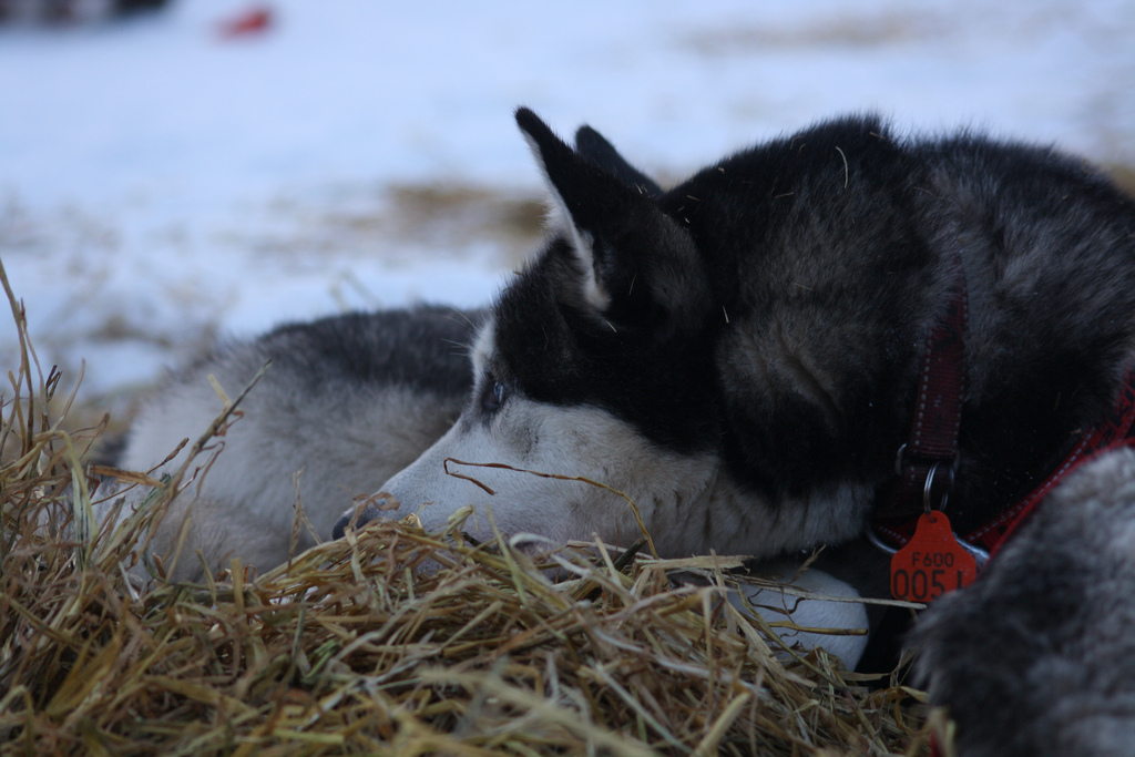 elisabeth-edland-femunlopet-husky-robert-sorlie-03