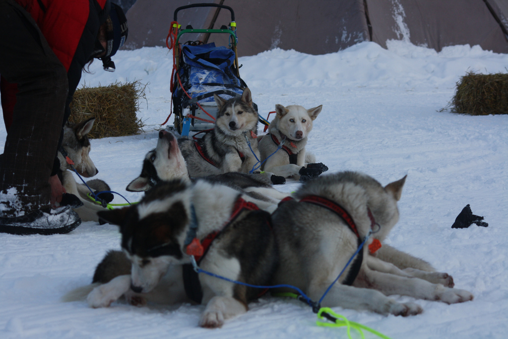 elisabeth-edland-femunlopet-husky-robert-sorlie-05