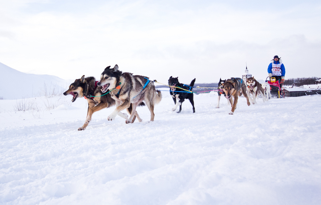 emil-inauen-femundlopet-husky-alaskan 02