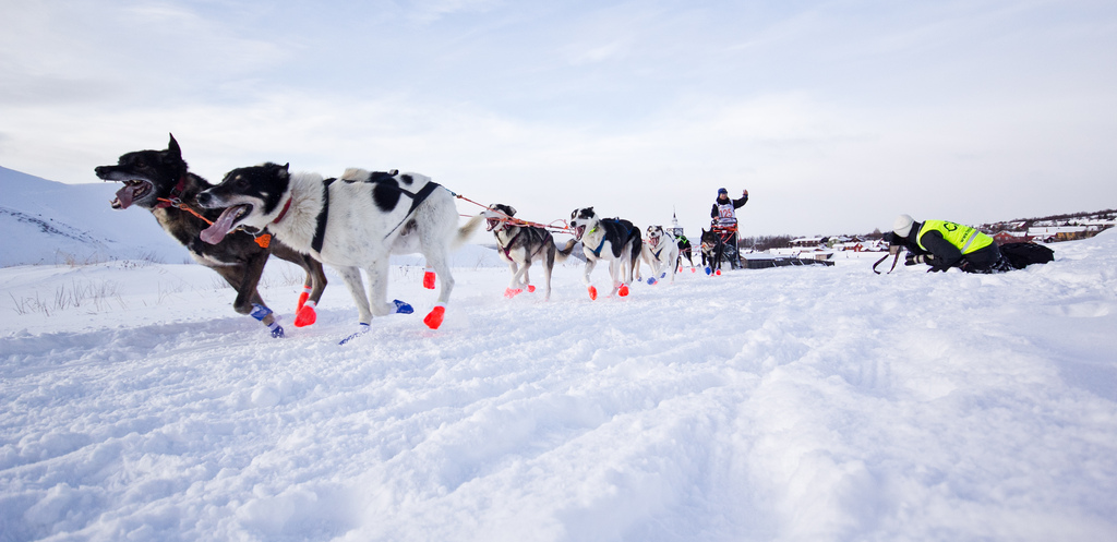 emil-inauen-femundlopet-husky-alaskan 03