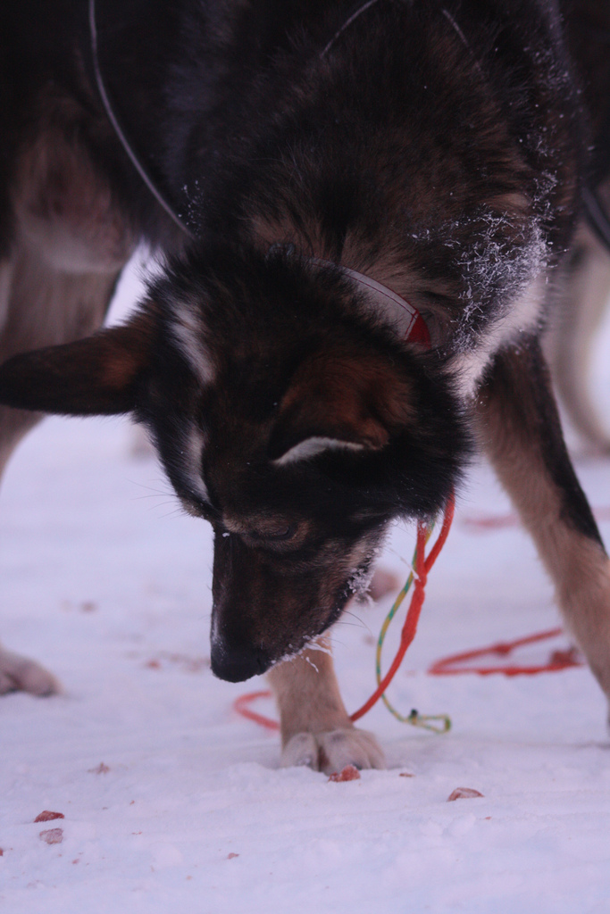 emil-inauen-robert-sorlie-femundlopet-husky-alaskan 0'