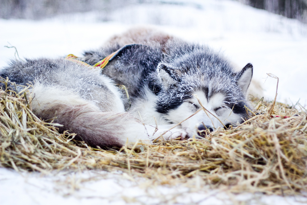 emil-inauen-robert-sorlie-femundlopet-husky-alaskan 01