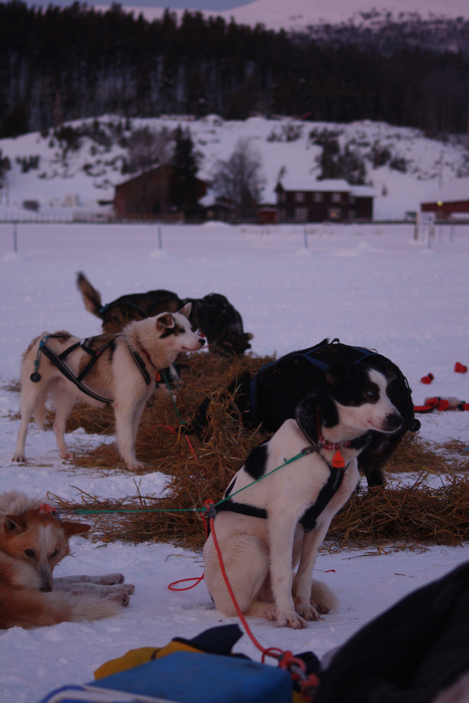 emil-inauen-robert-sorlie-femundlopet-husky-alaskan 02