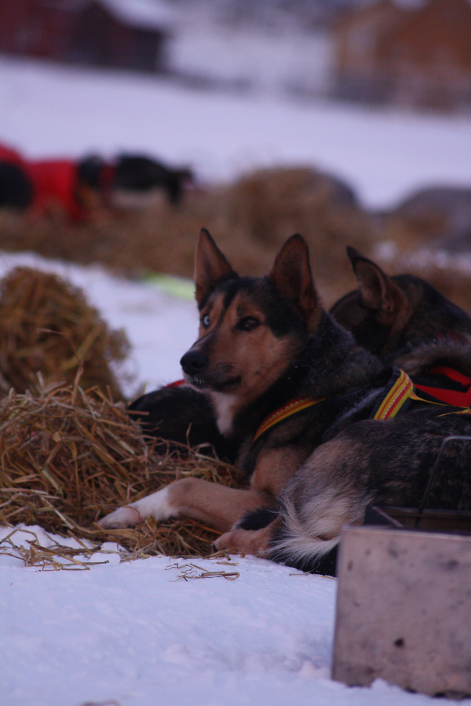 emil-inauen-robert-sorlie-femundlopet-husky-alaskan 03