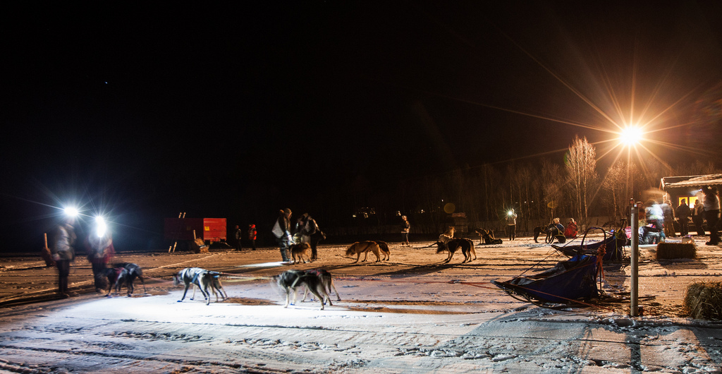 femundlopet-2013-husky-huskies-musher-norvege-01