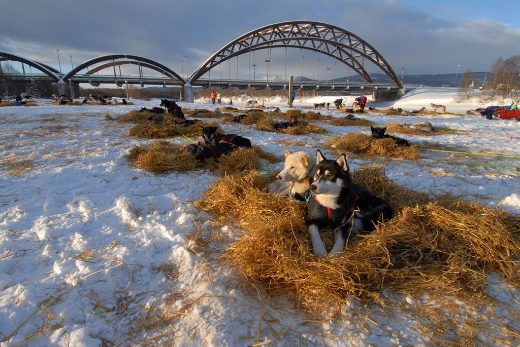 femundlopet-2013-husky-huskies-musher-norvege-02