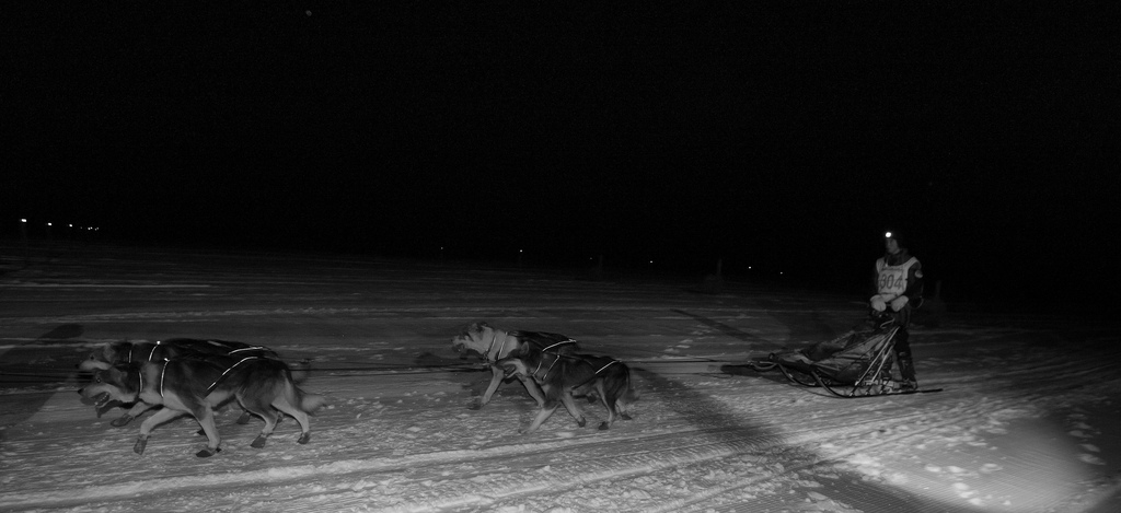 femundlopet-2013-husky-huskies-musher-norvege-04