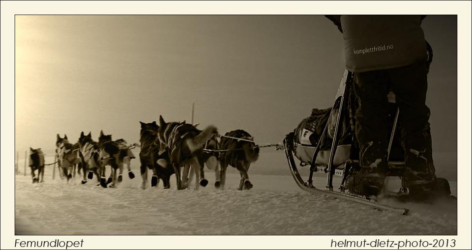 femundlopet-helmut-dietz-course-husky-chien-de-traineau