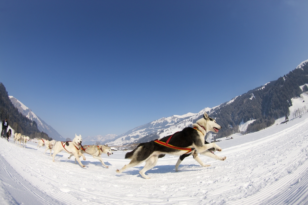 husky,siberien,attelage,swing