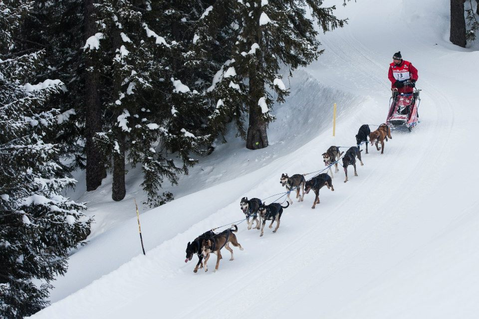 husky-traineau-neige