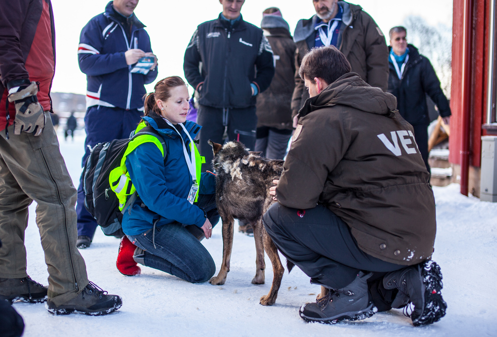 01 Controle veterinaire femundlopet