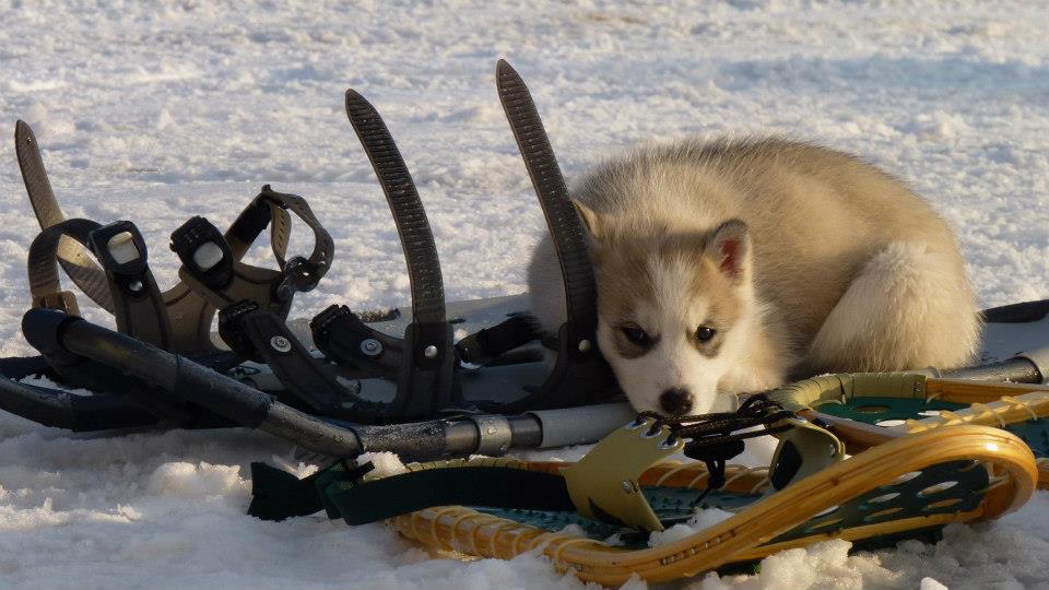 chiot-husky-siberien-bebe-neige-repos