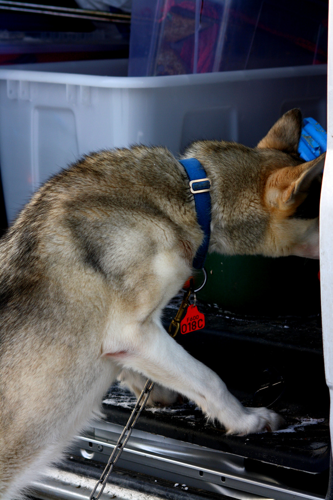 et si je grignottais husky