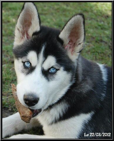husky-banc-noir-yeux-bleus