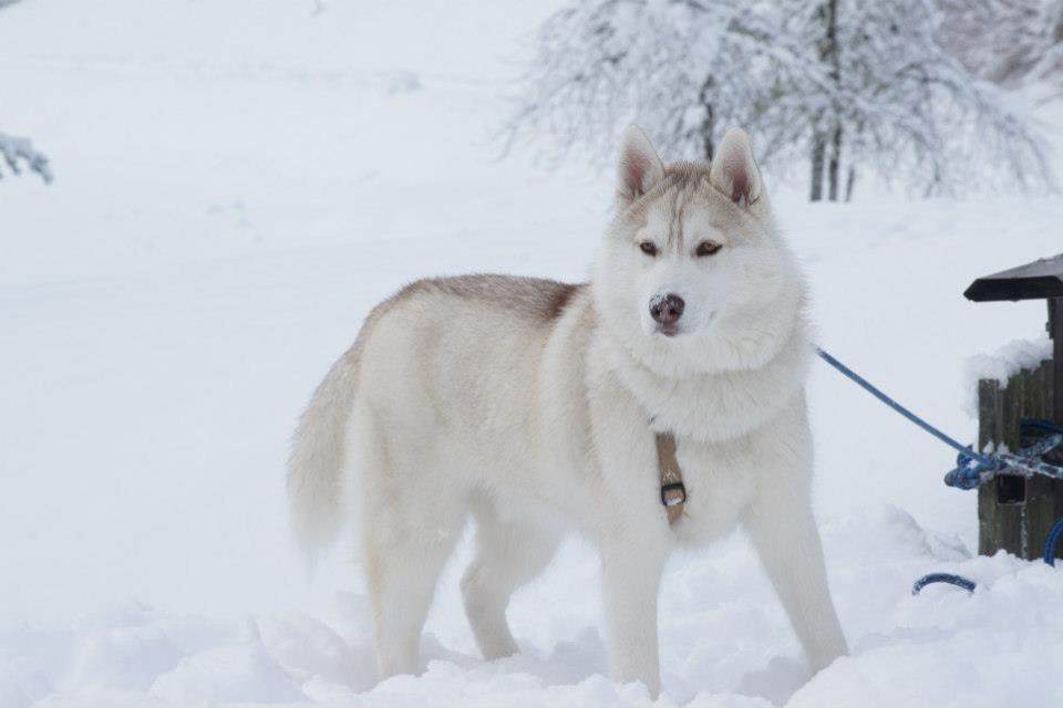 husky-blanc-dans-la-neige