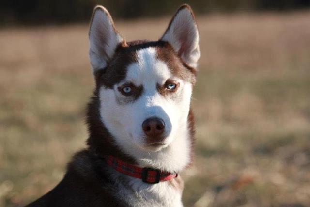 husky-blanc-noir