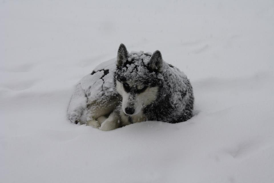 husky-couvert-de-neige