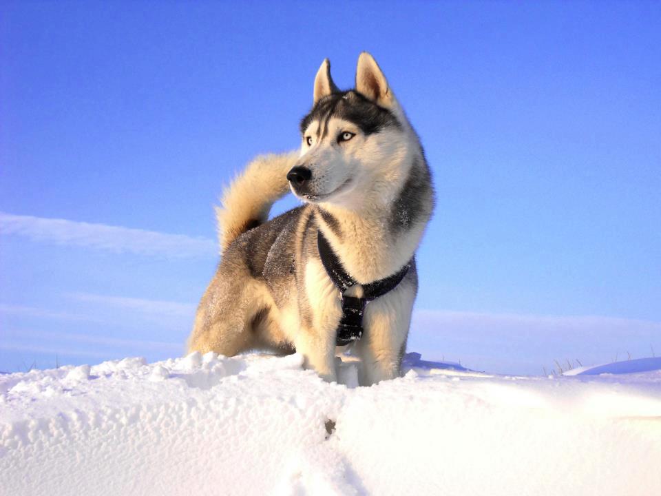 husky-dans--la-neige