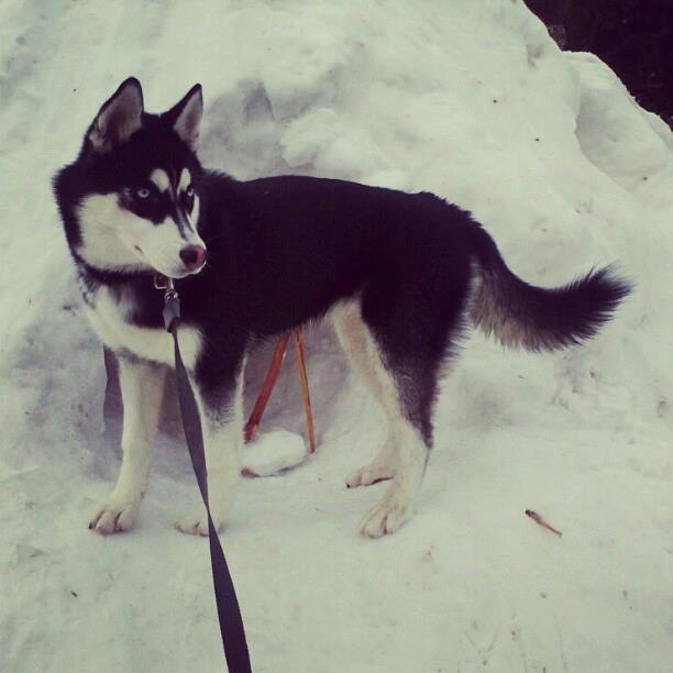 husky-dans-neige