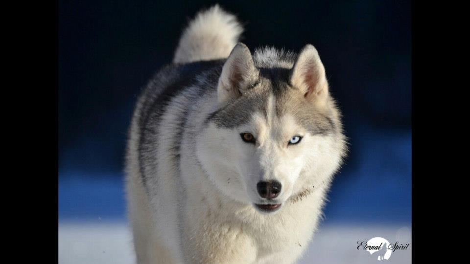 husky-magnifique