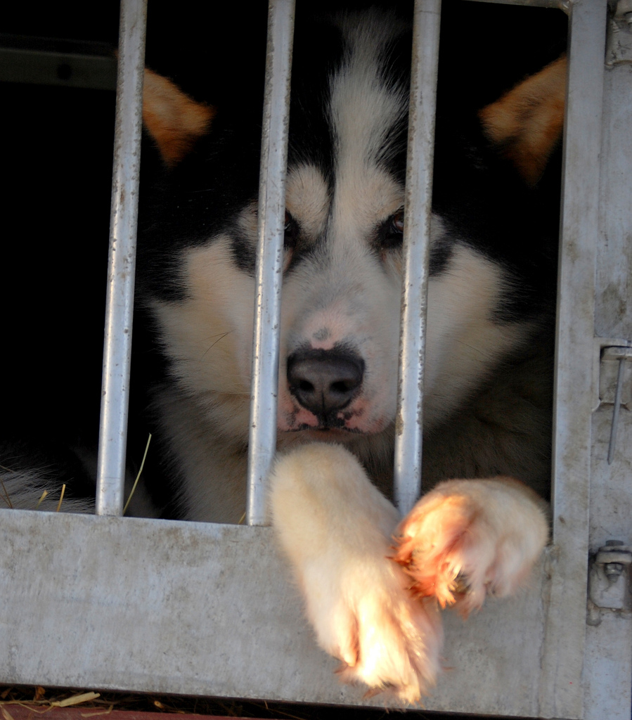 husky malamute