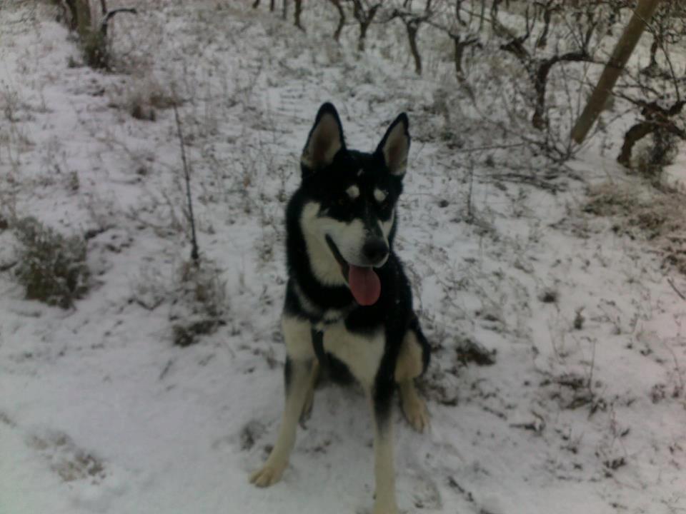 husky-neige