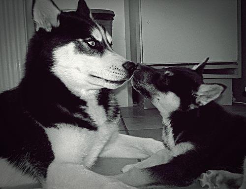 husky-siberien-calin