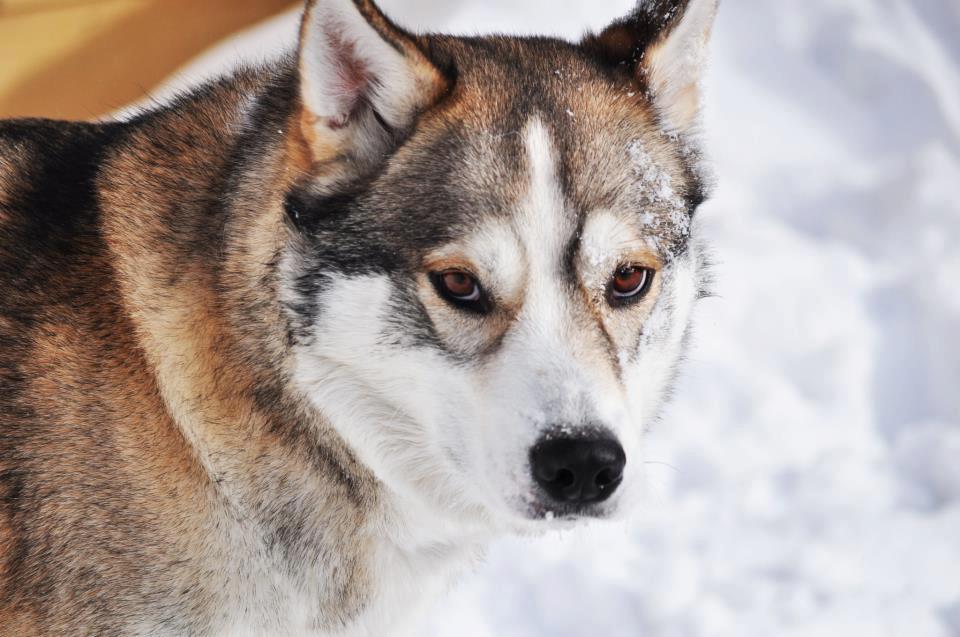 husky-siberien-dans-la-neige