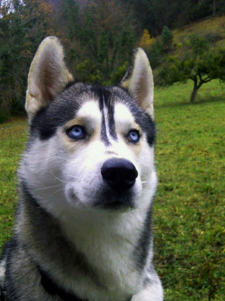 husky-siberien-yeux-bleus
