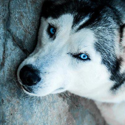 husky-yeux-bleus-repos