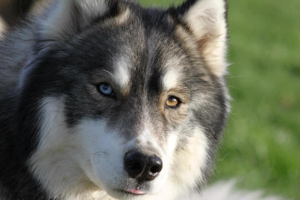 husky-yeux-veron-bleu-marron