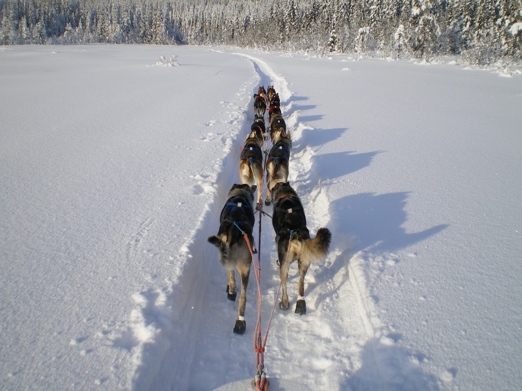 benoit,gerard,nome,norvege,femmundlopet,finnmarkslopet,traineau,neige